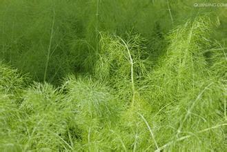 宝宝肠胀气肠绞痛妈妈不能吃什么,婴儿肠胀气哭闹小偏方