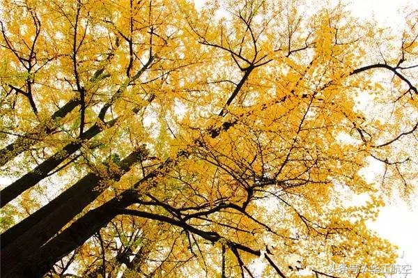乐山最美银杏打卡地,中国最美十大银杏观赏地