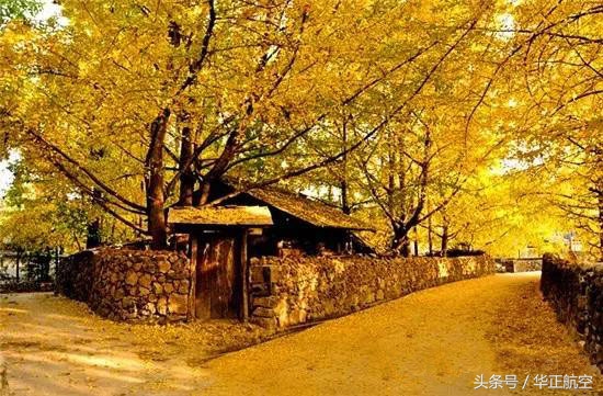 乐山最美银杏打卡地,中国最美十大银杏观赏地