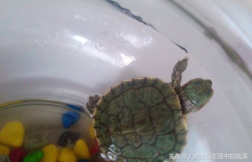巴西龟怎么养才100%能活下来,怎么才能养好一只小巴西龟