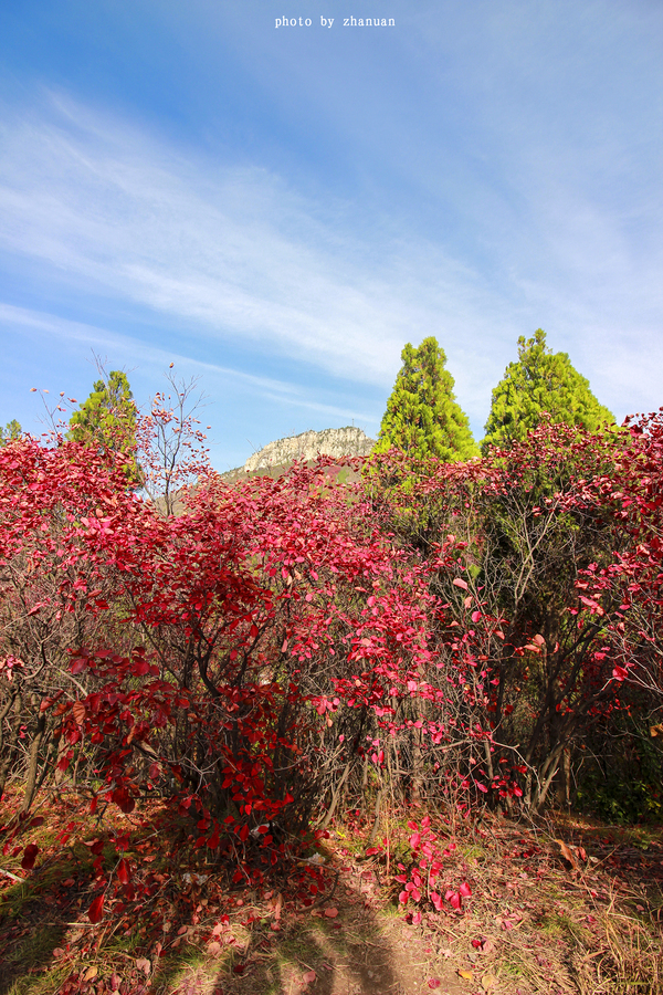 冬游红叶谷,看万山红遍层林尽染全文
