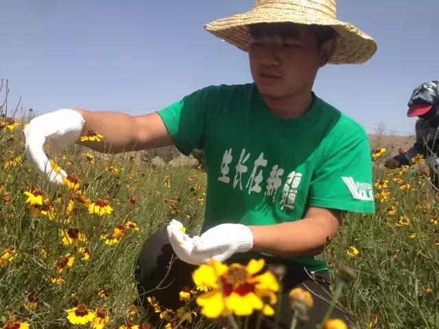 枸杞配菊花的功效什么季节用,黄芪枸杞菊花的功效作用
