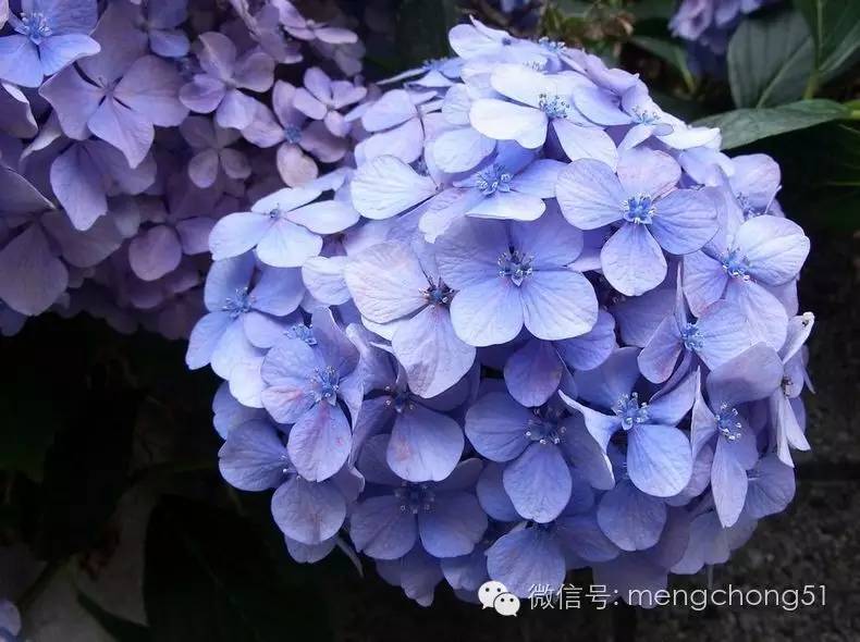 猫咪对哪些植物有毒,对猫咪有毒的植物