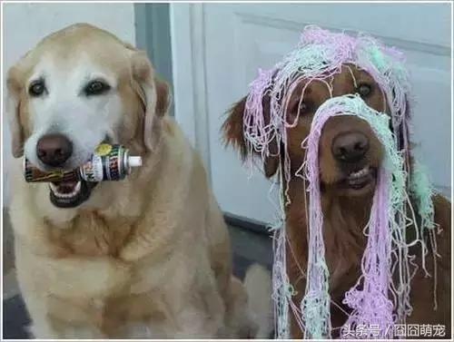 炖狗肉蘸什么料好吃,炖狗肉怎么炖好吃