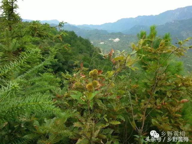 难忘大青山,难忘中学