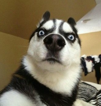 宠物篇100天,宠物篇合集