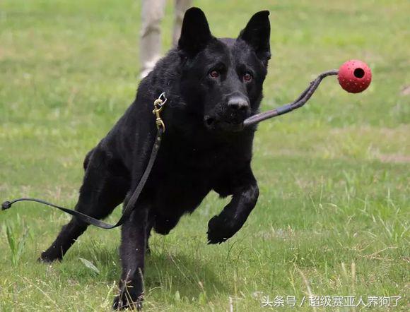德国牧羊犬长得真霸气,黑色德国牧羊犬和黑狼犬