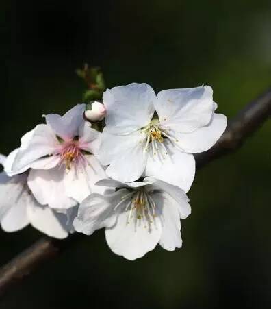 皮肤颗粒感很强很粗糙是什么原因,皮肤粗糙发黑是什么原因引起的