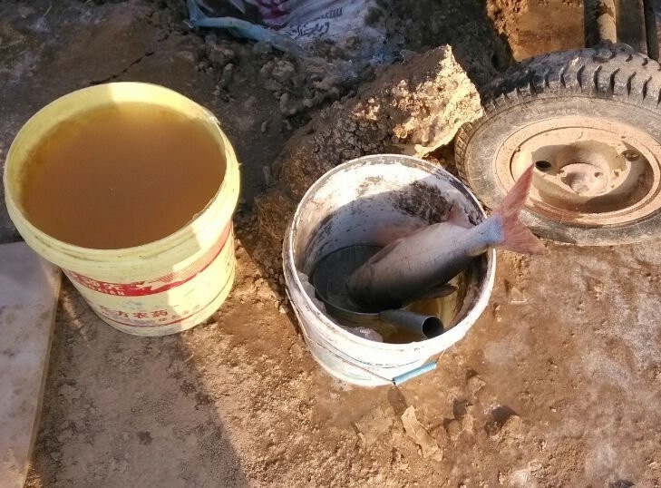 民勤河里抓鱼,渠里抓鱼