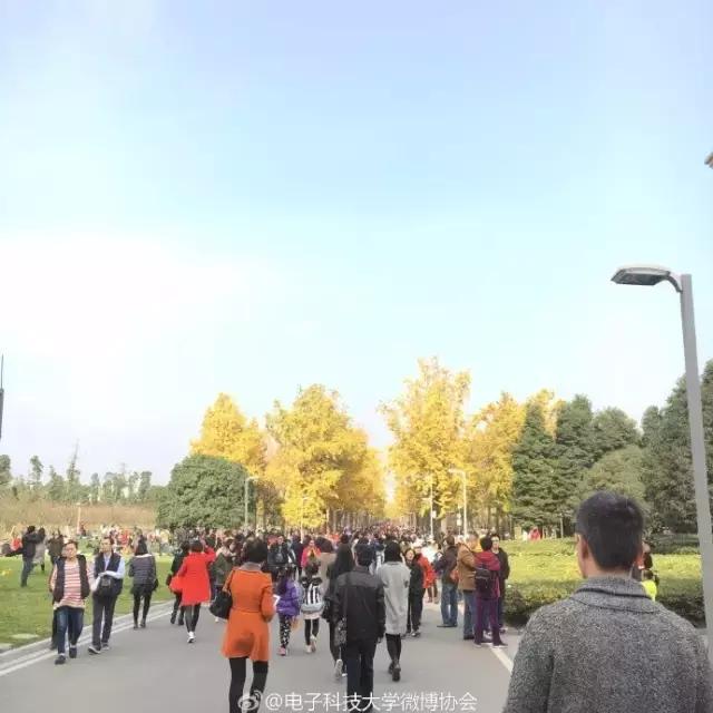 全国十大最美银杏大学,全国最美银杏大学