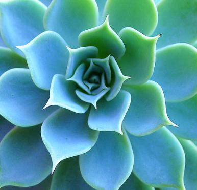 如何让多肉养好根,多肉植物过冬篇掌握好几点小技巧