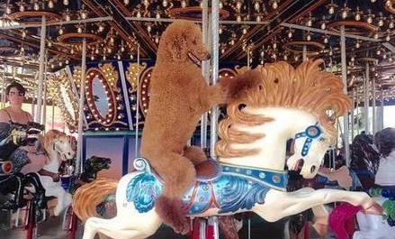 那些成精了的狗狗,那些成精了的宠物