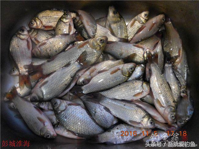 窝料大河野钓推荐,再钓东河水库