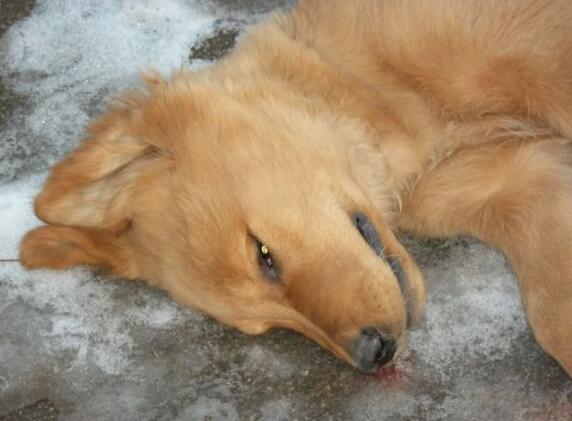 狗狗误食中毒怎么急救,狗狗吃了老鼠药中毒而死