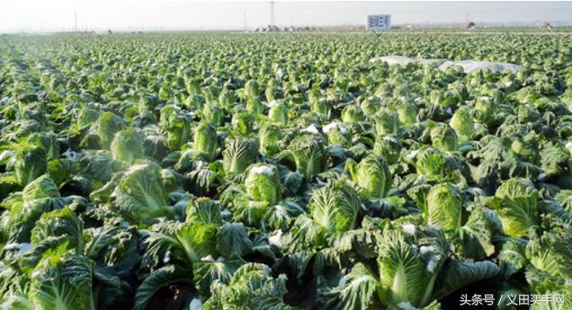 中国地理标志大会视频,国家地理标志产品官方采访