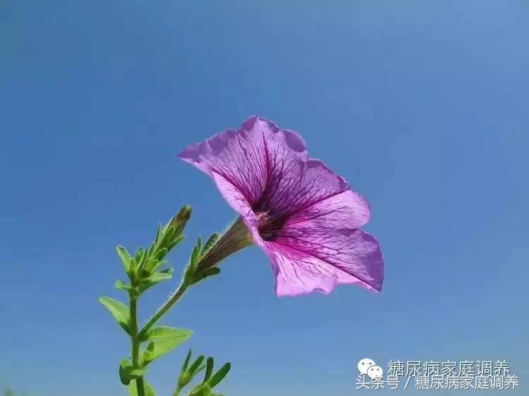 胡新林糖尿病管理方法,糖尿病营养干预知识讲座