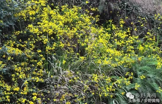 难忘大青山,难忘中学
