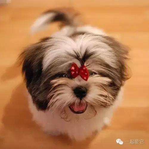 宠物知识狗狗,养宠知识狗狗肢体语言解读