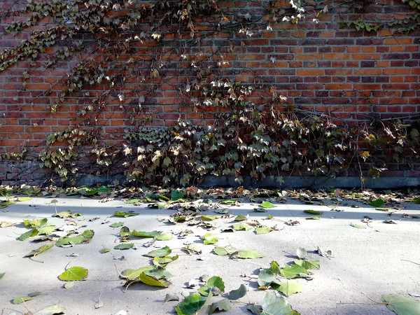 小辣椒x7拆机,小辣椒X7什么样的