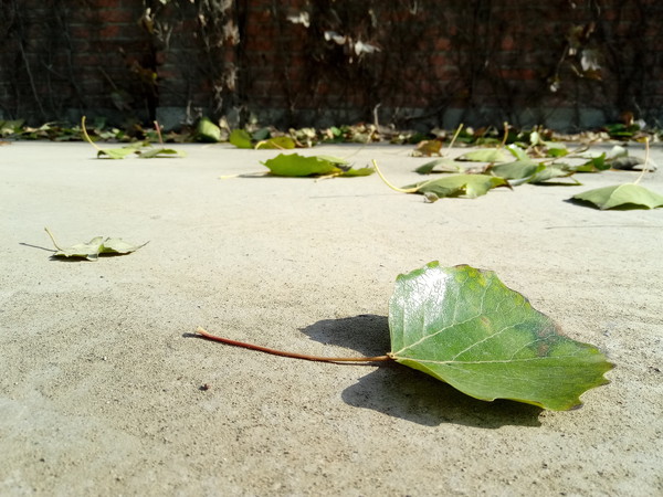 小辣椒x7拆机,小辣椒X7什么样的