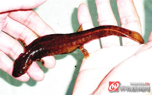 怀化西晃山简介,怀化西晃山风景视频