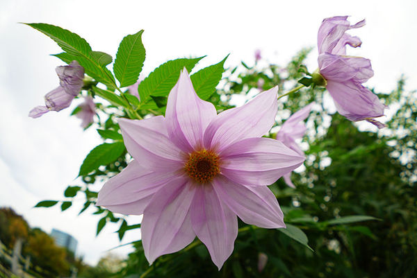 索尼fe70-2002.8,索尼fe35mmf2.8价格