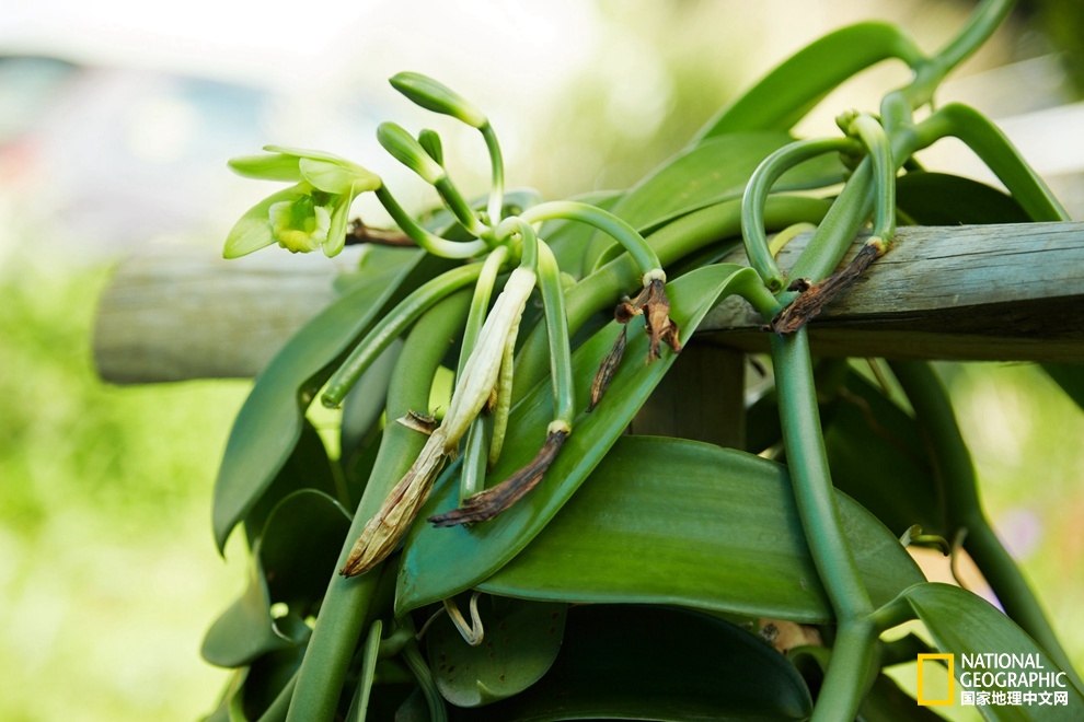 香草之岛留尼汪，上帝私藏在印度洋的小盆景！