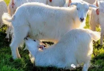 预防羔羊腹泻的药,羔羊腹泻吃什么药好得快