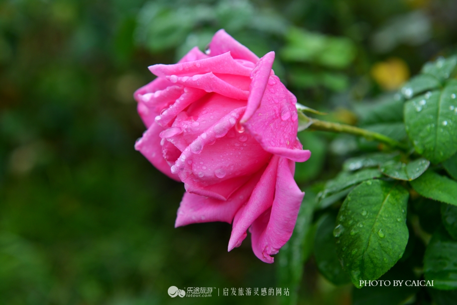 黄姚花海风景图,黄姚花海景区航拍