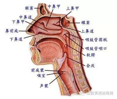 咳嗽的应对措施,咳嗽出现这些症状及时就医