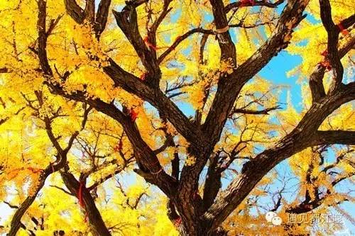 成都西部银杏第一村 (成都市周边哪里的银杏最多最美)