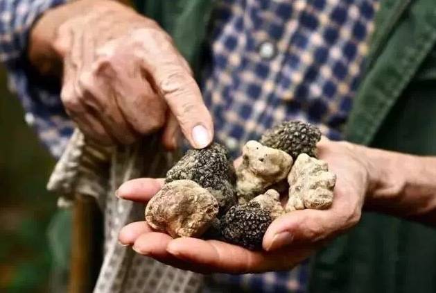 松露新口味,顶级松露的秘密