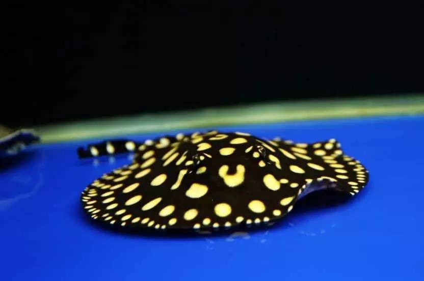 我爱龙鱼，为之疯狂