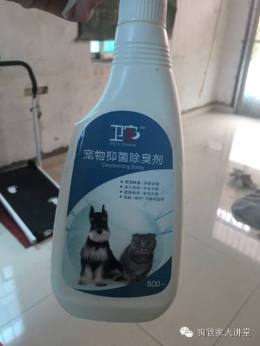 金毛从成年开始养,金毛养成