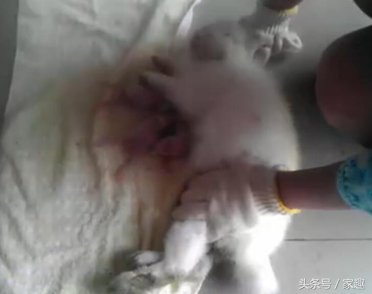 刚出生的小奶兔喂奶 (刚出生小奶兔喝奶)