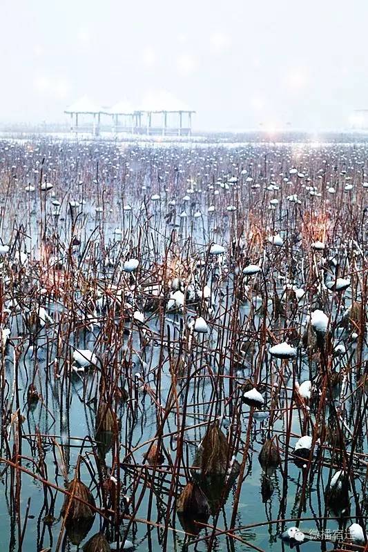 雪中宿迁，素颜都美到窒息！