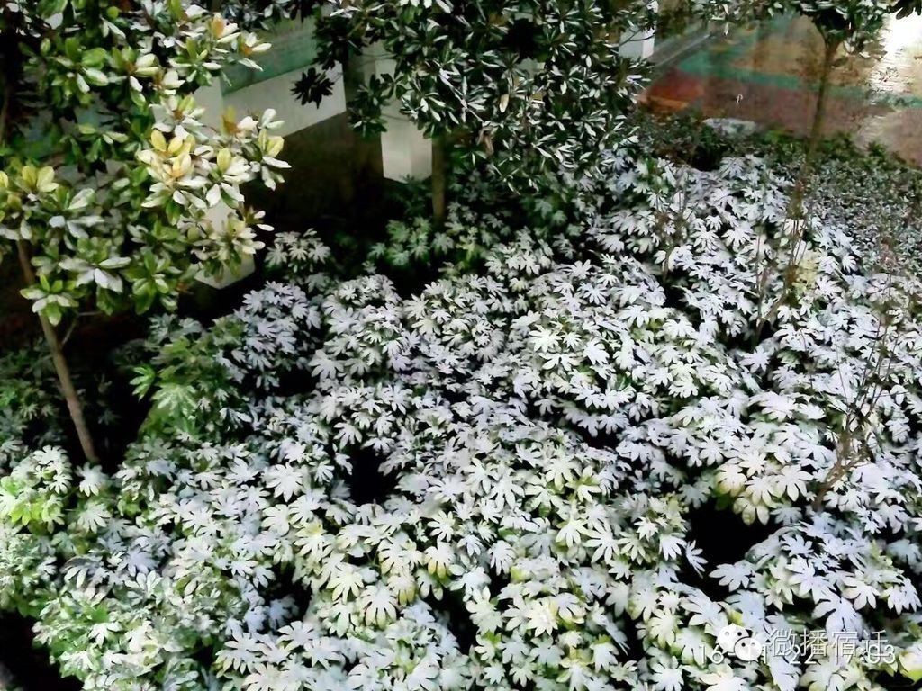 雪中宿迁，素颜都美到窒息！