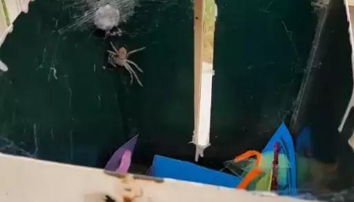 澳大利亚女子在家里发现巨型蜘蛛,澳大利亚巨型蜘蛛产子