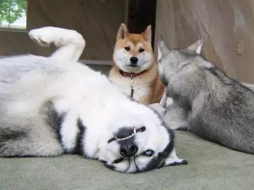 哈士奇犬的缺点和优点秒懂,哈士奇是狗界最出名的犬种吗