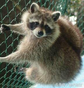 小浣熊为什么叫火箭,1w的小浣熊和几百的小浣熊区别