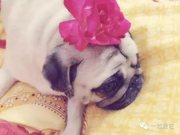 宠物知识狗狗,养宠知识狗狗肢体语言解读