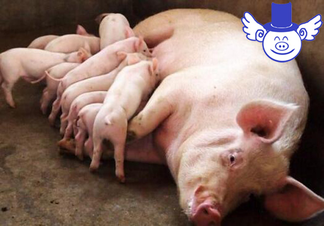 母猪如何预防产后仔猪水样拉稀,仔猪拉稀给母猪打土霉素可以吗