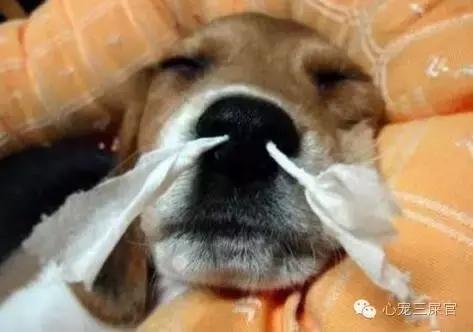 14岁的狗狗成天咳是什么原因,狗狗一直咳嗽还咳出血怎么回事