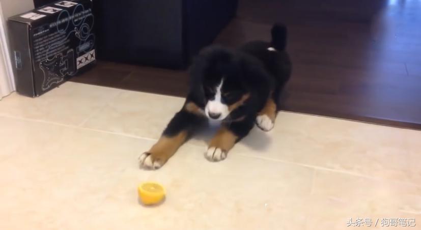 狗狗吃了一口柠檬有事吗,狗狗吃柠檬会有什么样的反应