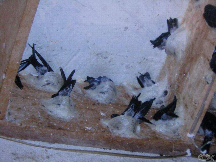 燕窝燕子能产那么多窝吗,燕窝是人造的还是真正燕子的窝