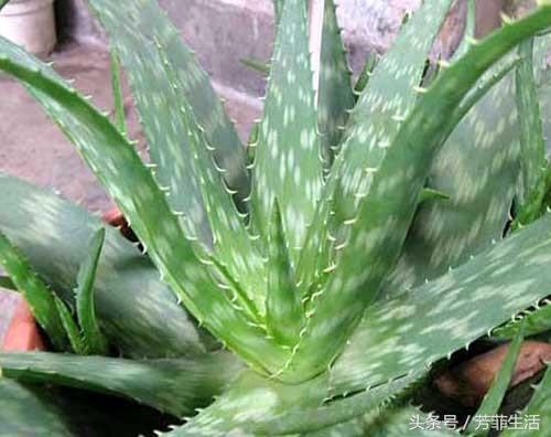 冬天皮肤干燥,种盆芦荟滋润下!