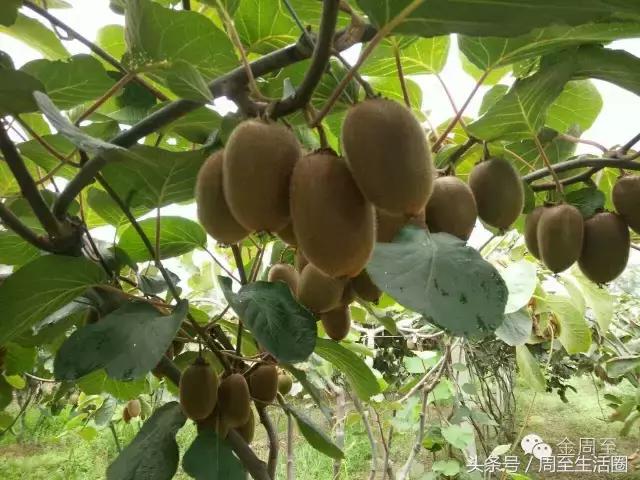 猕猴桃的营养价值及功效与作用,猕猴桃的七大健康益处