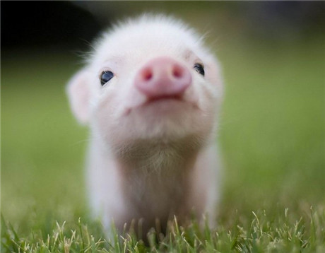 喜欢二次元的男生会喜欢什么动物,选宠物猪怎么选才好看呢