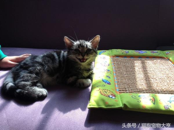 猫猫脾气不好怎么改善,猫猫脾气不好怎么办