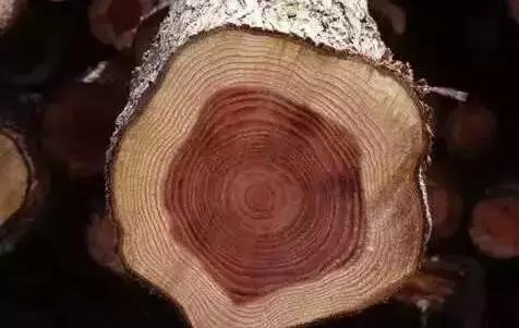 14种常见家具木材选购指南,家具木材知识大全连载篇三